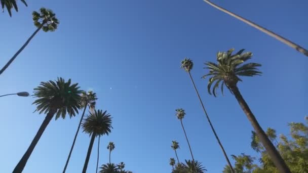 Palm Trees Placa Conducción Vista Frontal Ángulo Bajo Shot California — Vídeos de Stock