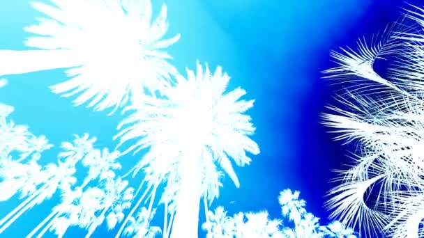 Silhouette Palme Sfondo Blu — Video Stock