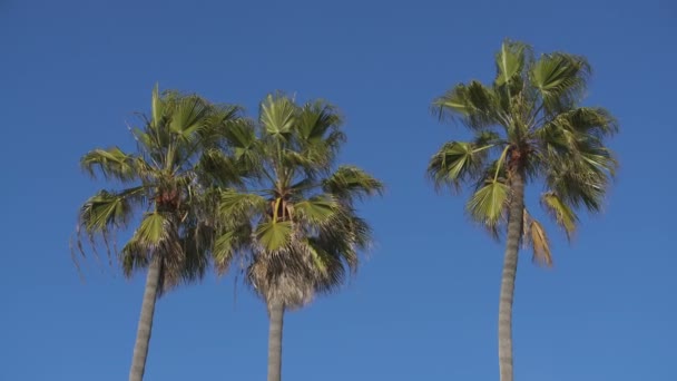 Palm Trees Μπλε Ουρανό Για Φόντο Θέρετρο — Αρχείο Βίντεο