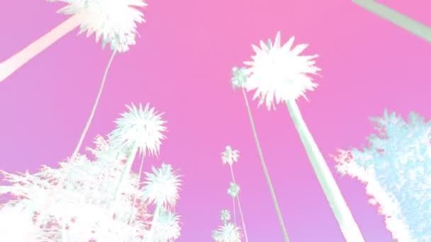 Palm Trees Moving Silhouette Pink Background — стоковое видео