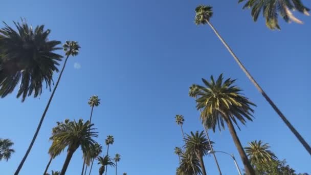 Palm Trees Placa Conducción Vista Frontal Ángulo Bajo Shot California — Vídeo de stock
