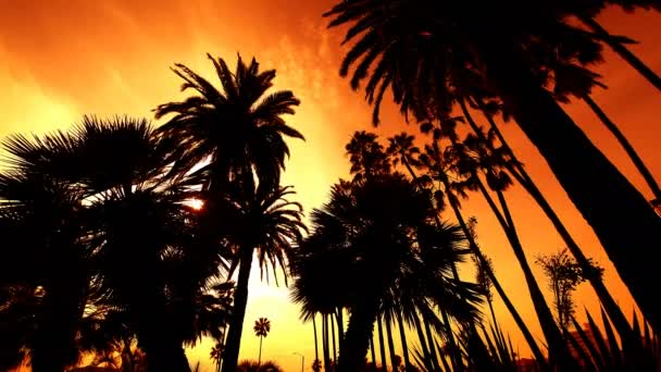 Palm Trees Silhouettes Sunset Sky — Stock Video