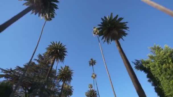 Palm Trees Driving Plate View Low Angle Shot California Coastal — стоковое видео