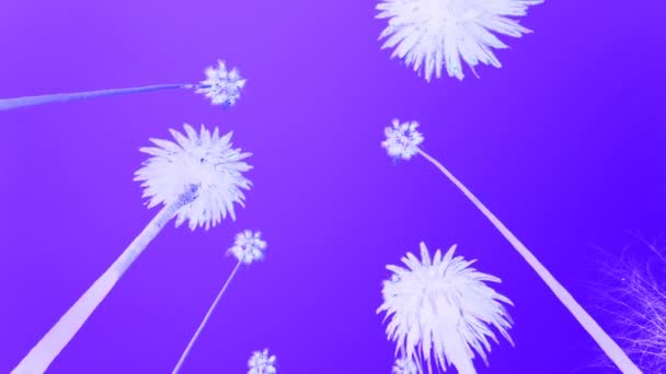 Пальмы Движущиеся Силуэты Фиолетовом Фоне — стоковое видео