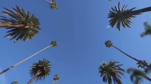 Palm Trees Hyperlapse Driving Time Lapse Top View — Stok Video