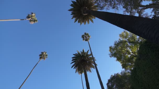 蓝天棕榈树低角 — 图库视频影像