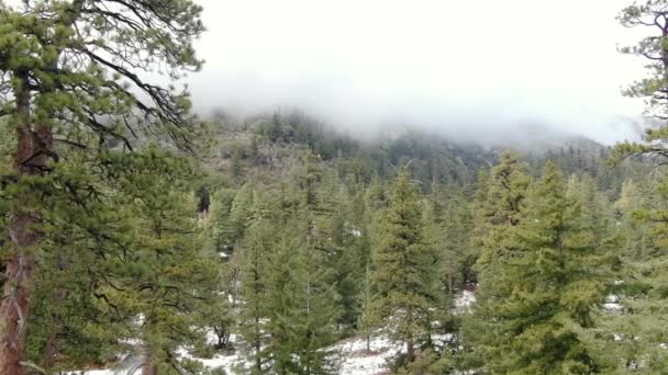 Dolly Shot Pine Forest Snow Cloud Covered Mountain Kalifornii Usa — Wideo stockowe