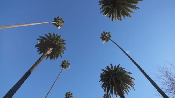 Palm Trees Οδήγηση Πλάκα Top View Για Αντανακλάσεις Παράθυρο — Αρχείο Βίντεο