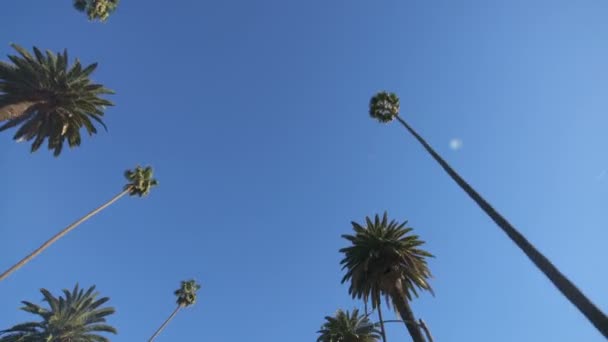 Palm Trees Οδήγηση Πλάκα Top View Για Αντανακλάσεις Παράθυρο — Αρχείο Βίντεο