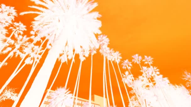 蓝色背景下的棕榈树轮廓 — 图库视频影像