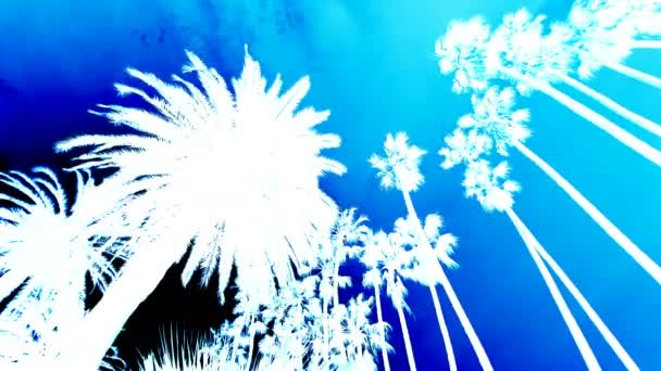 Пальмові Дерева Силуети Синьому Фоні — стокове відео