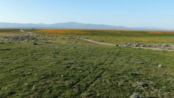 Antelope Valley Super Bloom Poppy Grassland California Aerial Shot Forward — Stock Video
