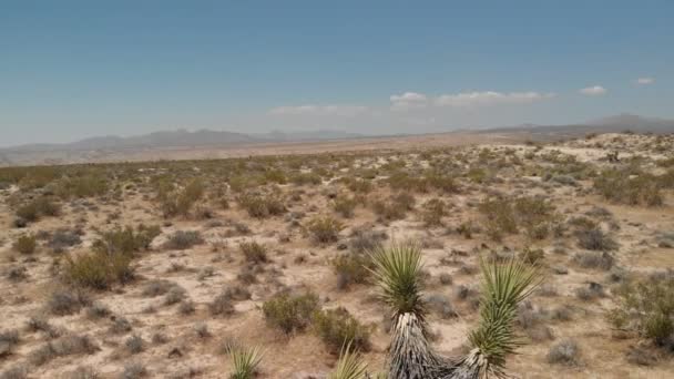 Air Shot Mojave Desert California Joshua Trees Bushes Back — Stock video