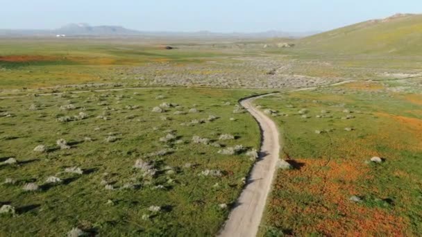 Antelope Valley Super Bloom Poppy Grassland California Aerial Shot Birds — 비디오