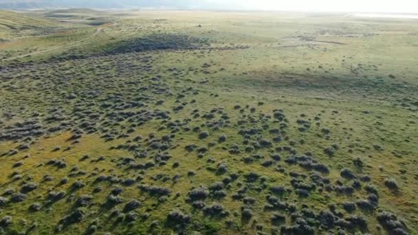 Antelope Valley Super Bloom Poppy Grassland California Aerial Shot Fly — 비디오