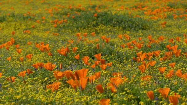 Foco Superficial California Poppy Flores Primavera Super Bloom — Vídeos de Stock