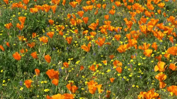 Antelope Valley Super Bloom 2019 Fleurs de printemps de pavot de Californie 