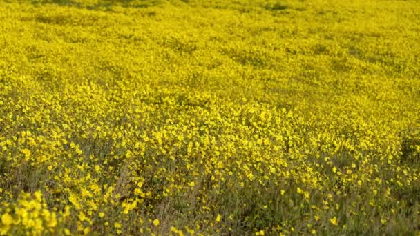 California Goldfields Flowers Super Bloom Carrizo Plain National Monument Usa — Stock Video