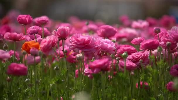 Persiska Smörblomma Blommor Rosa Ranunculus Asiaticus — Stockvideo