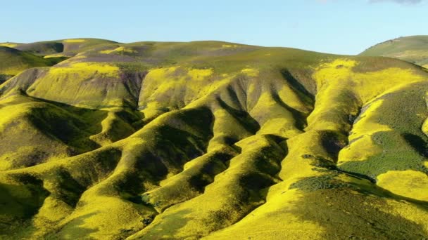 Aerial Shot Super Bloom Sunset Shadows Mountain Ridges Carrizo Plain — Stock Video