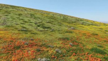 Antilop Vadisi Gelincik Süper Çiçeği 2019 Kaliforniya 'da bahar çiçekleri uçuyor.