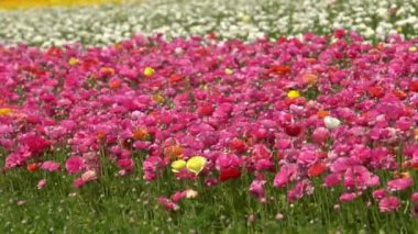 Farsça Buttercup Çiçek Tarlası Ranunculus Asiaticus