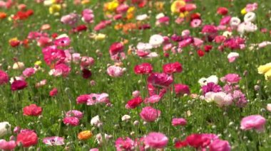 Farsça Buttercup Çiçek Tarlası Ranunculus Asiaticus