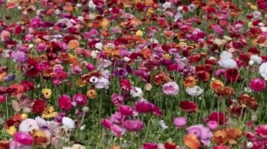 Carlsbad Çiçek Tarlası Tecolote Ranunculus Farsça Düğünçiçeği Çiçeği Zaman Süreleri
