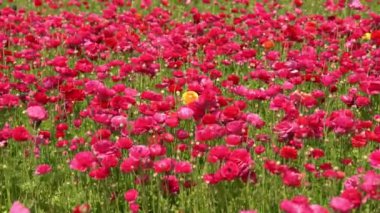 İran Düğünçiçeği canlı pembe Ranunculus Asiaticus
