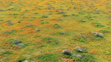 Antilop Vadisi Gelincik Çiçeklerinin Havadan Çekimi Kaliforniya 'da 2019