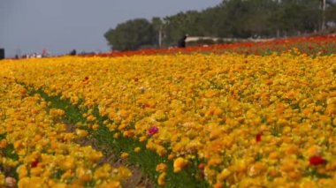 Carlsbad Çiçek Tarlası İran Düğünçiçeği Ranunculus Asiaticus California ABD