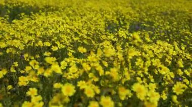 Dolly shot of California Goldfields Flowers Carrizo Plain National Monument ABD 'de Süper Bloom