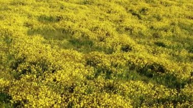 Carrizo Plain Ulusal Anıtı ABD California Goldfields Çiçekleri Süper Bloom Dengeleyici Dolly Sol Vuruşu