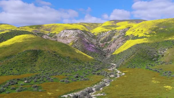 Aerial Shot Goldfields Purple Tansy Flowers Super Bloom Cañones Cerca — Vídeo de stock