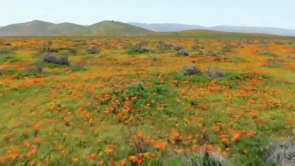 Aerial Shot Antelope Valley Poppy Flowers Super Bloom 2019 California — Vídeo de stock
