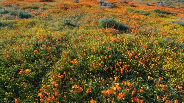 California Super Bloom 2019 Poppy Kwiaty Antelope Valley Time Lapse — Wideo stockowe