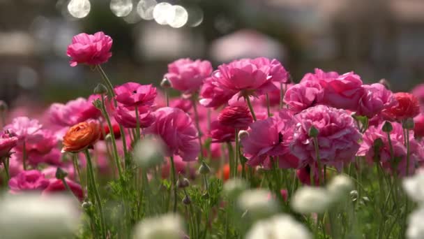 Персидский Лютик Розовый Ranunculus Asiaticus — стоковое видео