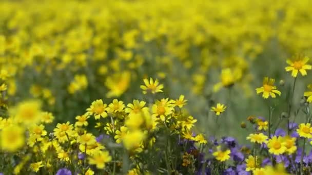 Closeup Eixo Dolly Califórnia Goldfields Tansy Phacelia Flores Super Bloom — Vídeo de Stock