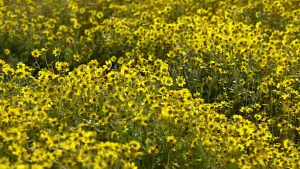 California Goldfields Flowers Cup Super Bloom Carrizo Plain National Monument — стоковое видео