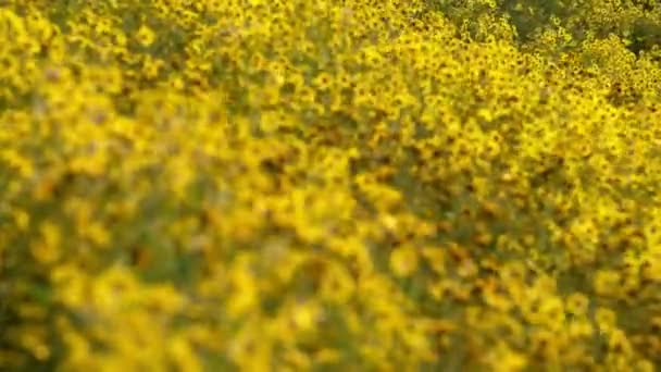 California Goldfields Flowers Shallow Focus Super Bloom Carrizo Plain National — стоковое видео