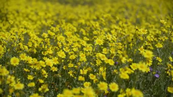 Dolly California Goldfields Flowers Super Blom Национальном Памятнике Каррисо Плейн — стоковое видео