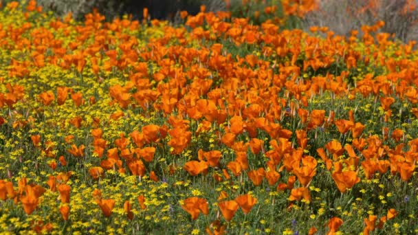 Grunt Fokus Kalifornien Vallmo Våren Blommor Super Bloom — Stockvideo