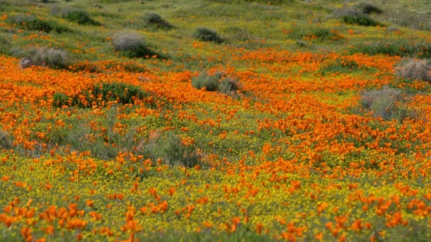 Antelope Valley Super Bloom 2019 Flores Primavera Califórnia Poppy — Vídeo de Stock