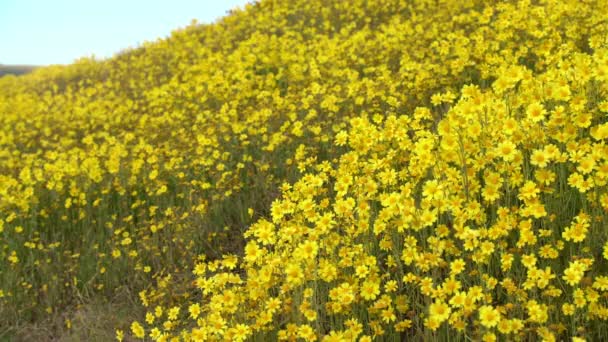 California Goldfields Flowers Super Blom Hills Carrizo Plain National Monument — стоковое видео
