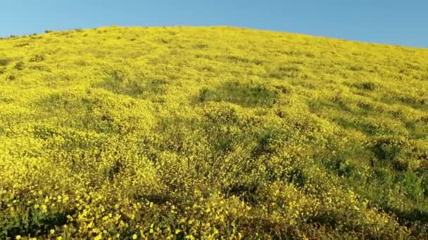 Carrizo Plain National Monument Usa California Goldfields Flowers Super Bloom — Stock Video