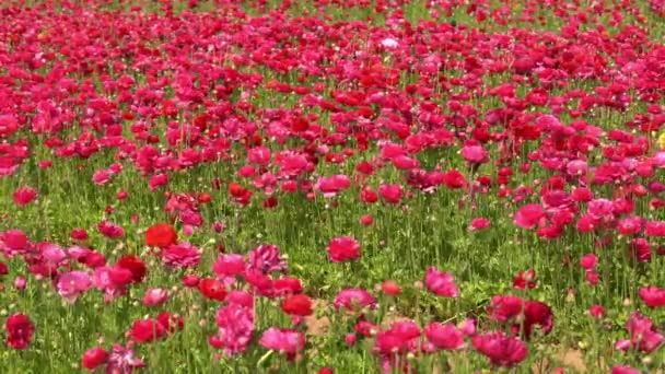 Perský Máselník Květiny Živé Růžové Ranunculus Asiaticus — Stock video