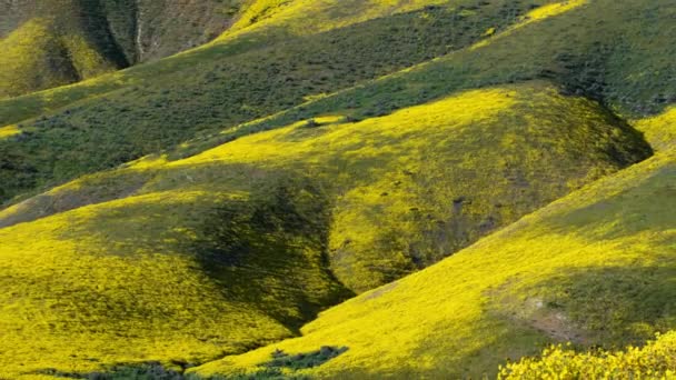 カリゾ平原国立記念碑カリフォルニア ゴールドフィールド丘の中腹に花々タイムラプスズームアウト — ストック動画