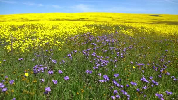 Tengely Dolly Goldfields Tansy Phacelia Virágok Super Bloom Kalifornia Carrizo — Stock videók