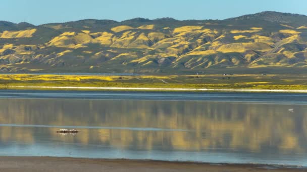 Carrizo Llano Monumento Nacional Flores Reflexiones Sobre Lago Soda Tiempo — Vídeos de Stock