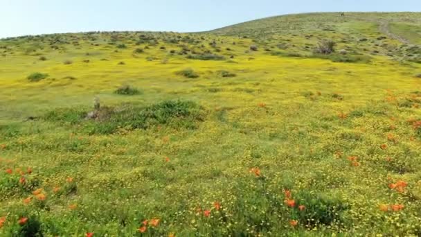 Antelope Valley Poppy Super Bloom 2019 Jarní Květiny Fly Kalifornii — Stock video